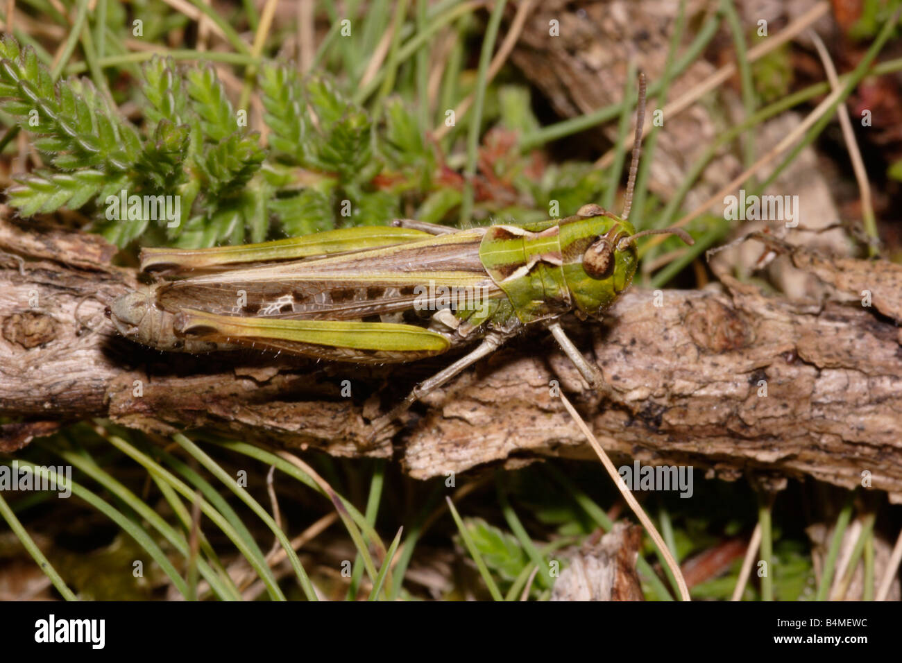 Mottled grasshopper Myrmeleotettix maculatus Acrididae UK Stock Photo