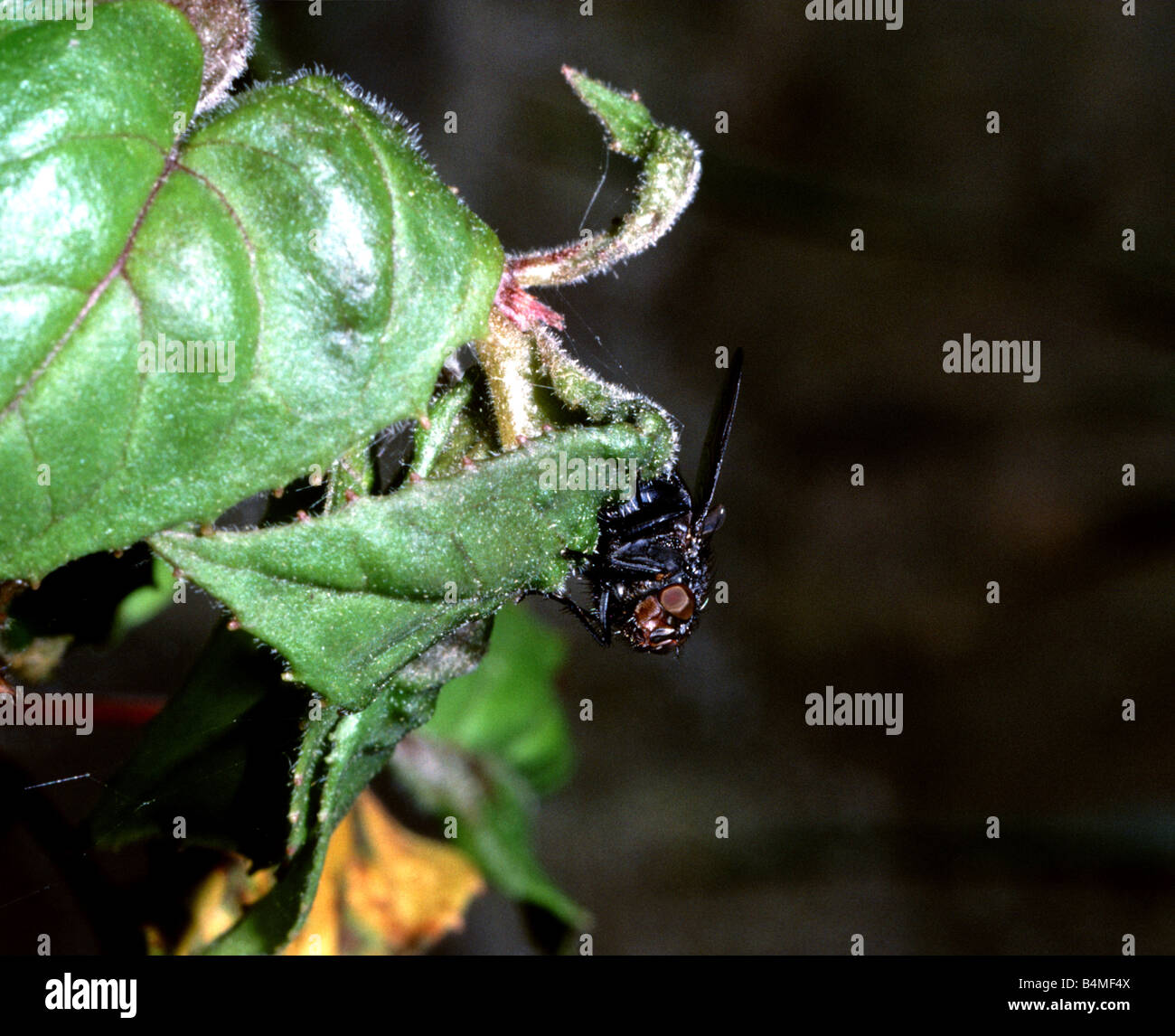 fly on a fushia plant Stock Photo