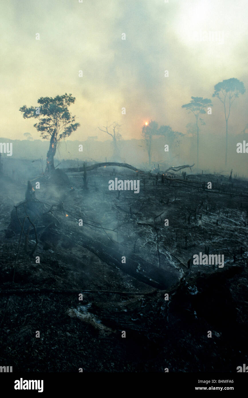 Burning tropical rainforest Stock Photo