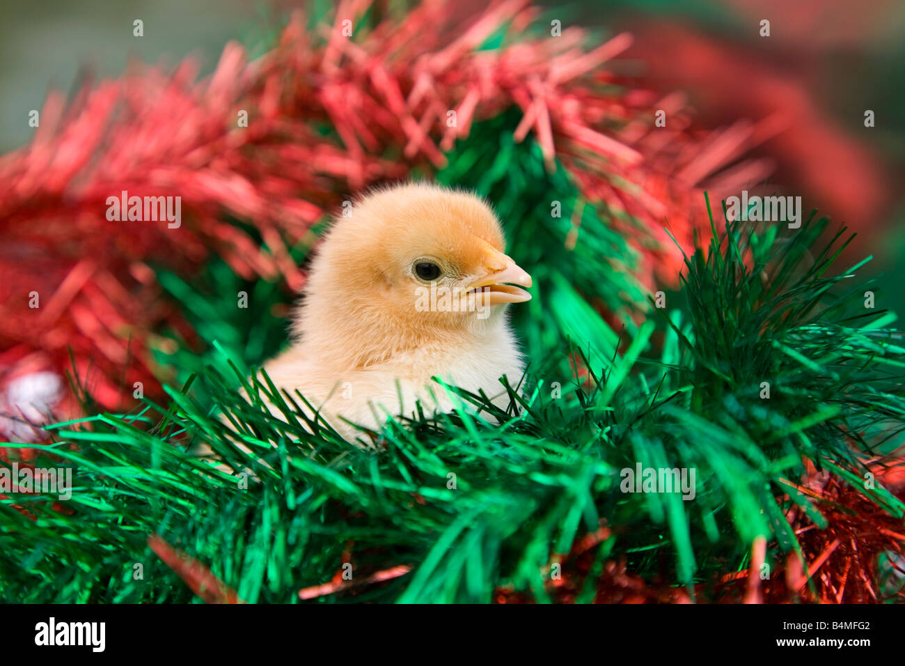 young chick with tinsel Stock Photo