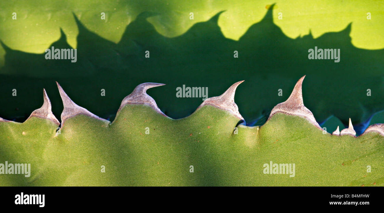 Agave thorns Stock Photo