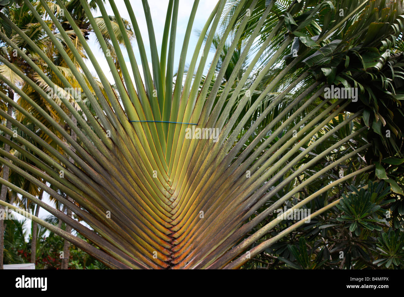 A variety of palm tree Stock Photo Alamy