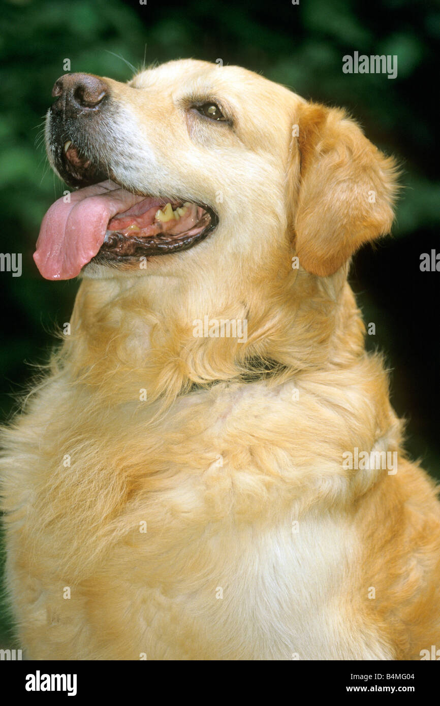 Golden Retriever (Canis lupus familiaris), portrait Stock Photo