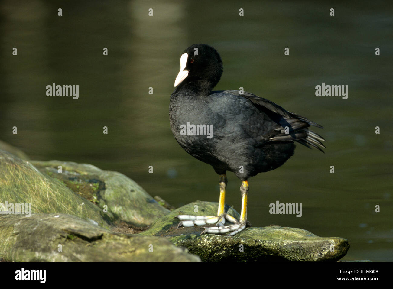 Coot (Fulica atra) standing on stones showing its large feet Stock Photo