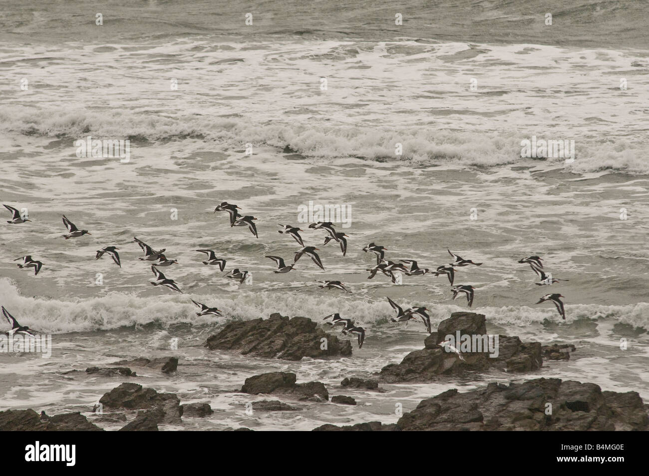 Oystercatchers flying off the Rhossili Headland on Gower Stock Photo