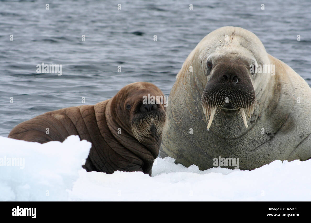 Walrus pup hi-res stock photography and images - Alamy