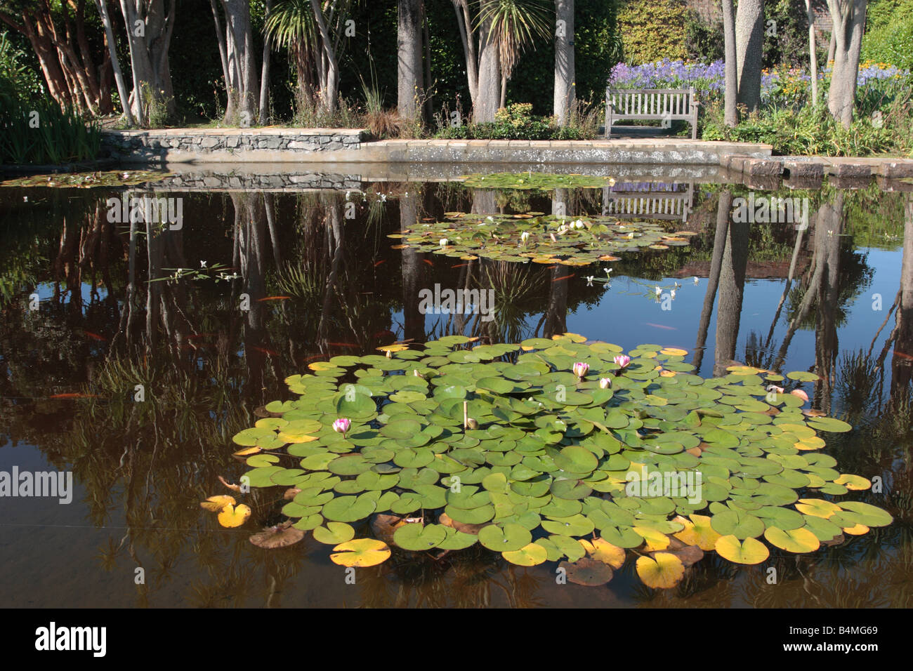 Ornamental pond of water lilies and goldfish bordered by Cabbage Palms