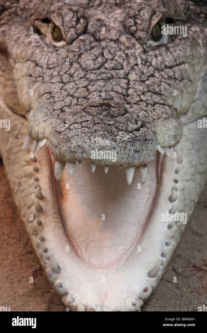Crocodile.Crocodylus niloticus Stock Photo