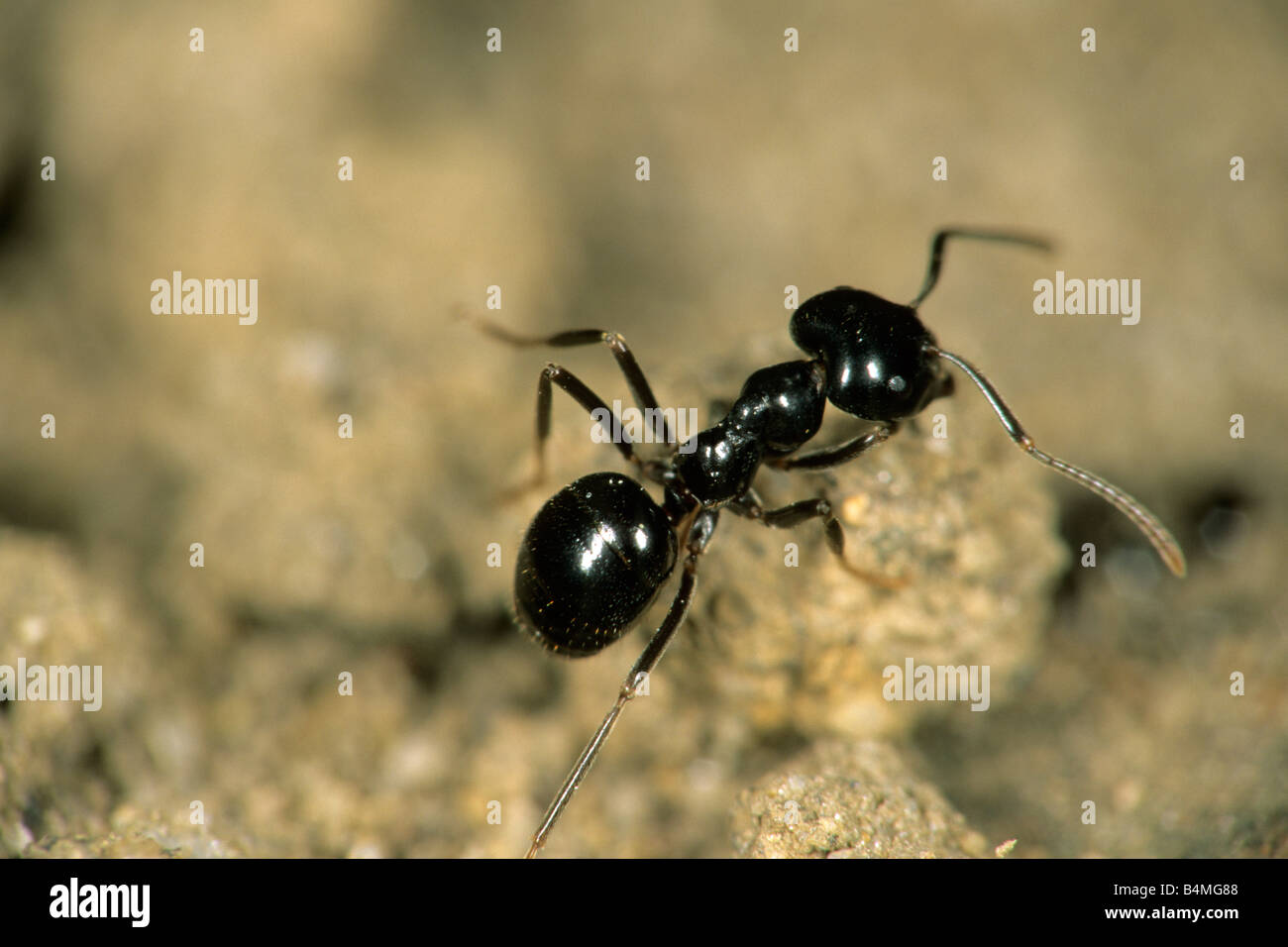 Jet Ant Shining, Jet Black Ant (Lasius fuliginosus), worker Stock Photo