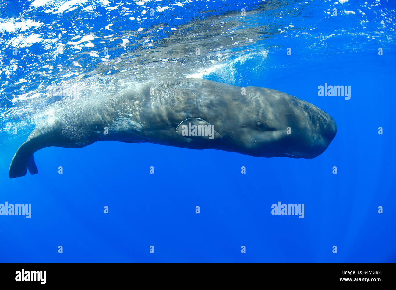 baby sperm whale calf underwater, sperm whale underwater, Physeter ...