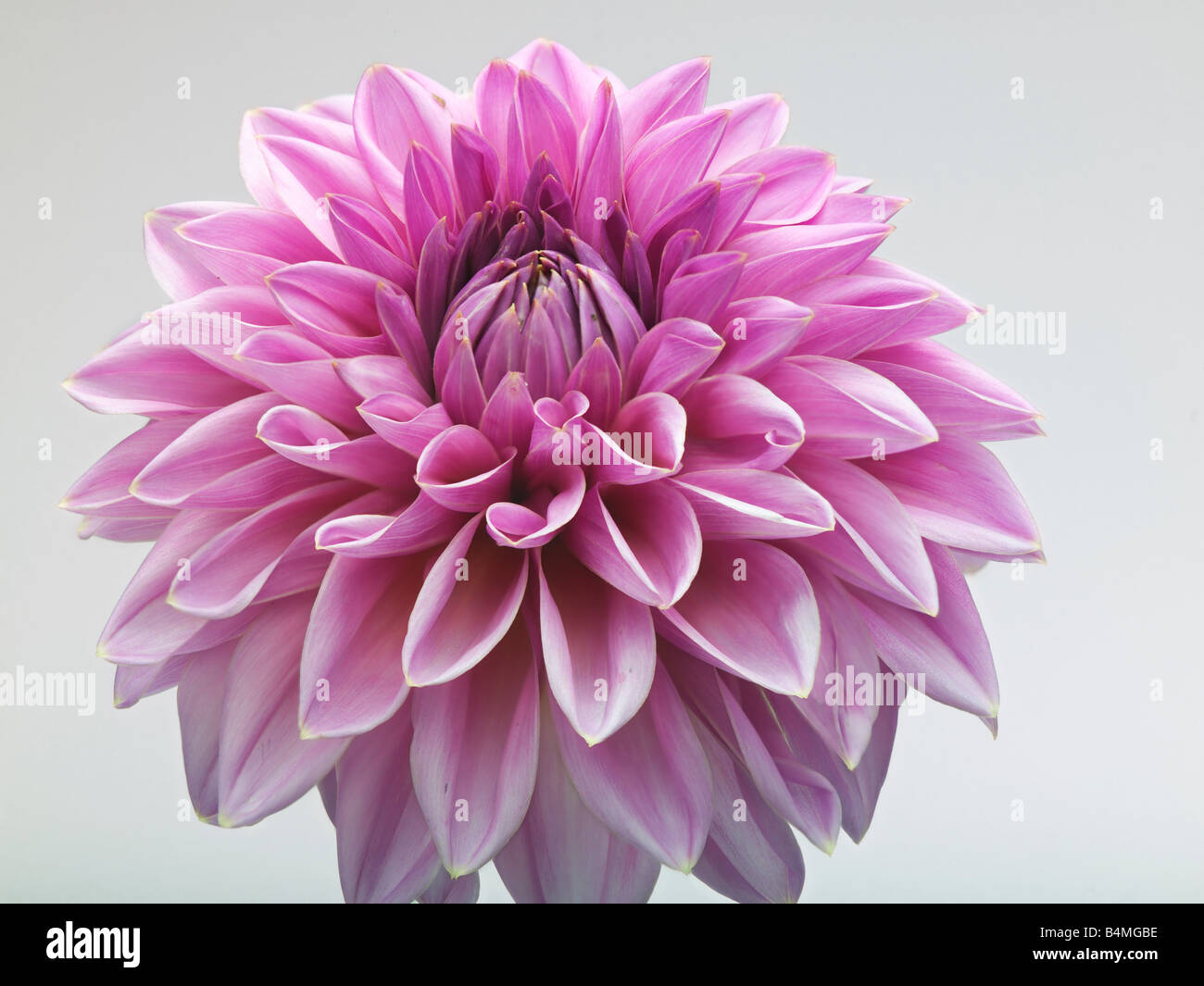 Dahlia hope hi-res stock photography and images - Alamy