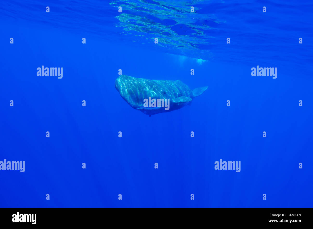 sperm whale, Physeter catodon or Physeter macrocephalus underwater ...