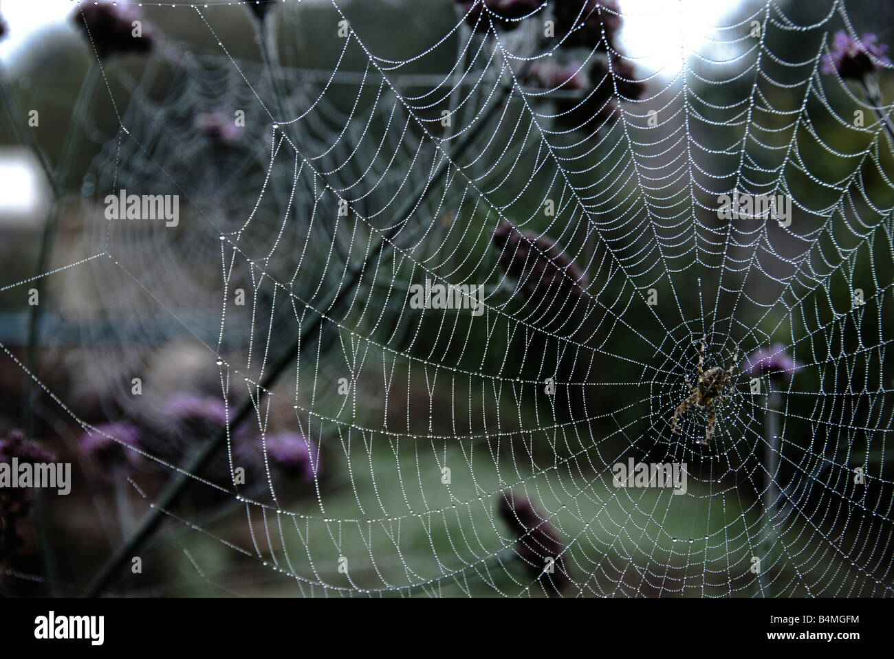 Spider in the centre of a web Stock Photo