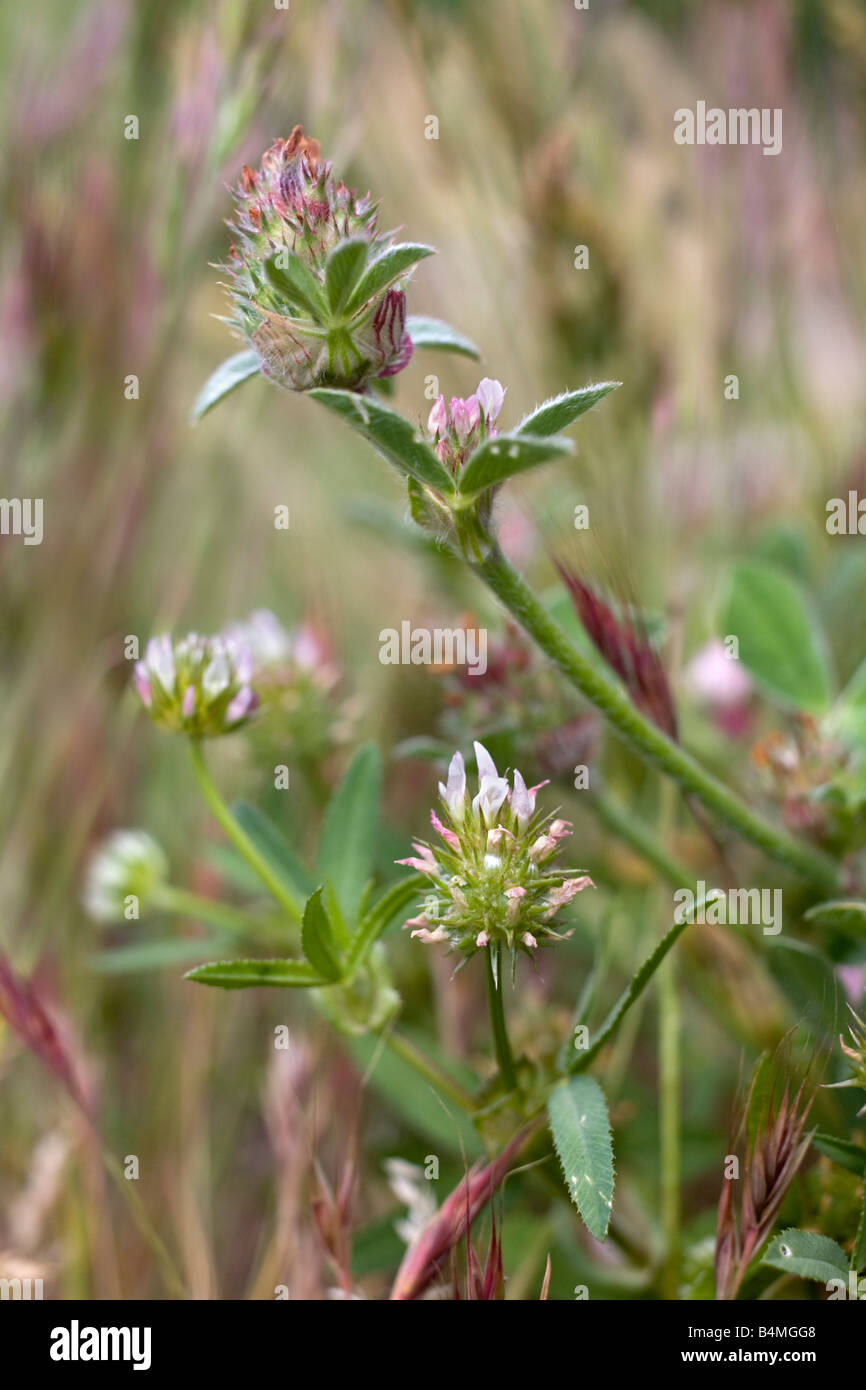 knotted clover Trifolium striatum above upright clover Trifolium strictum below Stock Photo