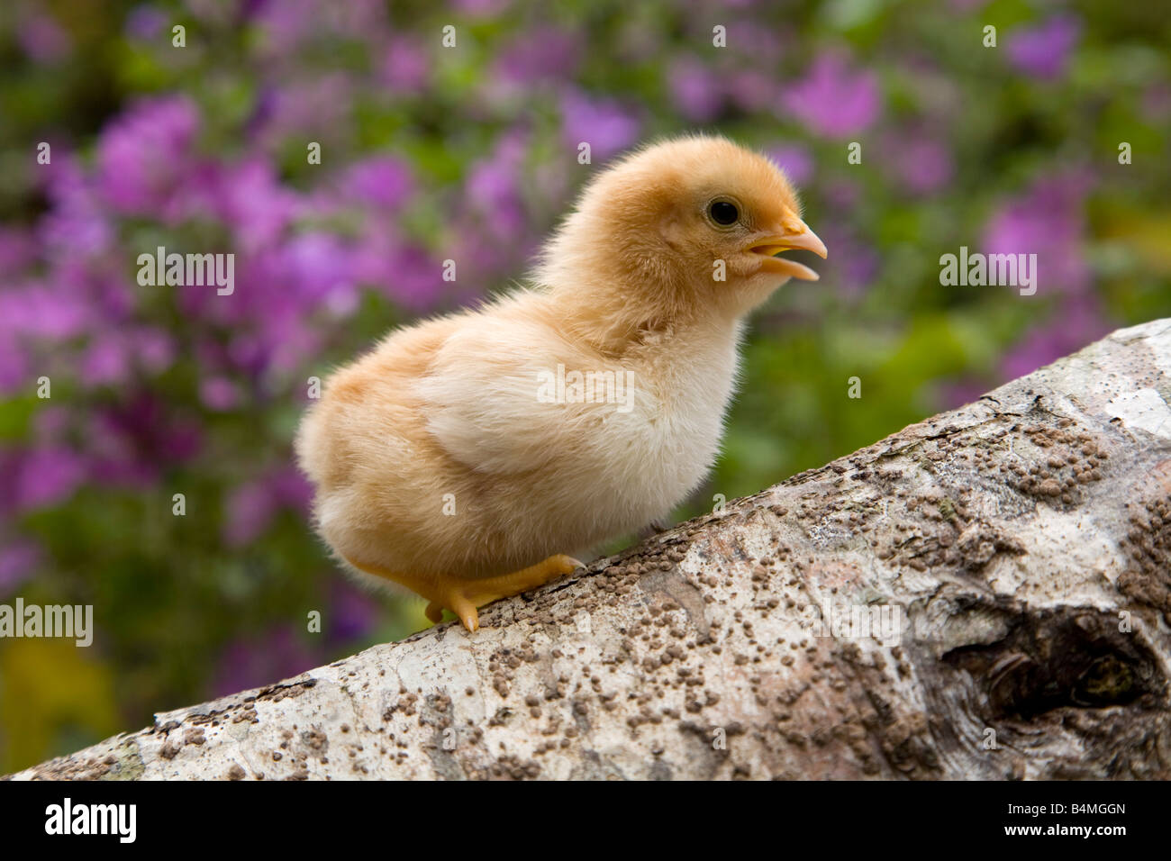 chick on a log in a garden Stock Photo