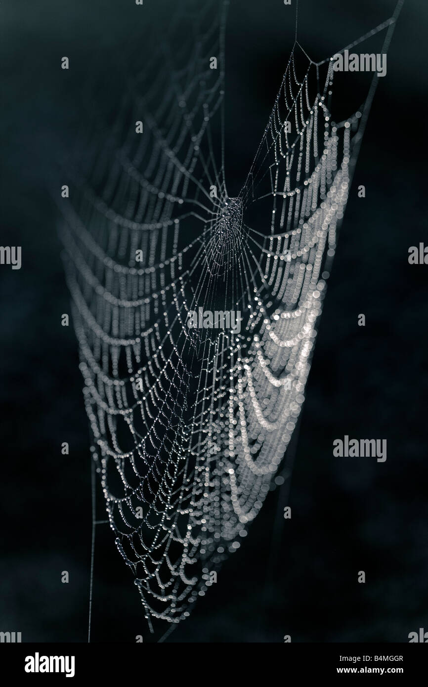 Close up of an empty cobweb Stock Photo