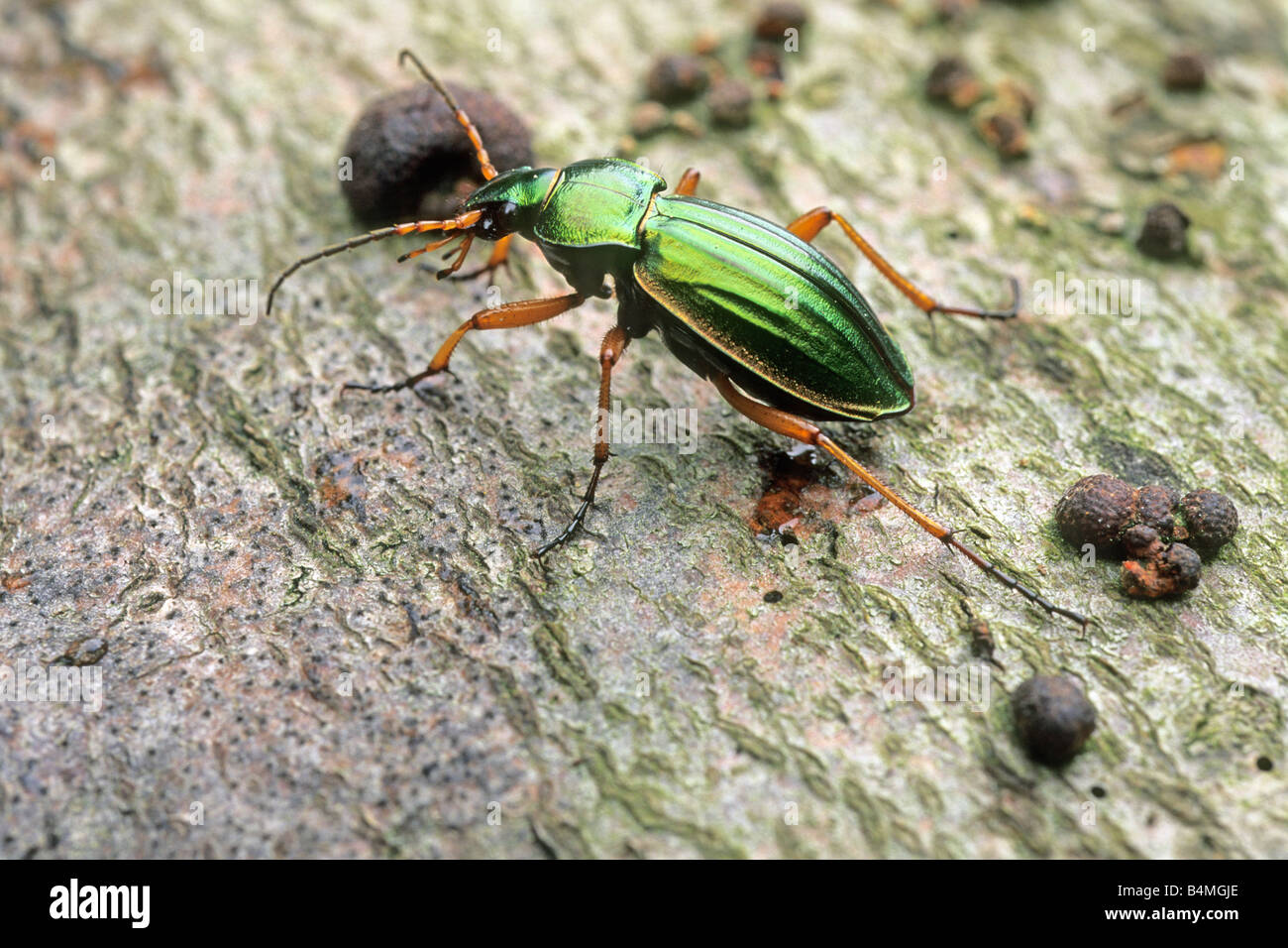 Golden Ground Beetle (Carabus auratus) on bark Stock Photo