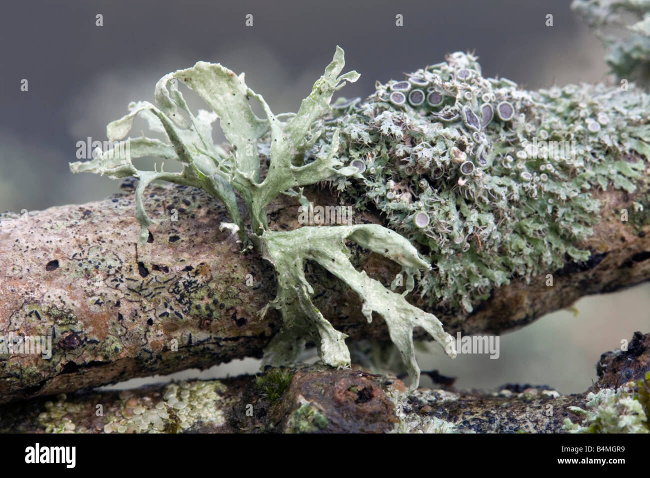 group of lichens Stock Photo