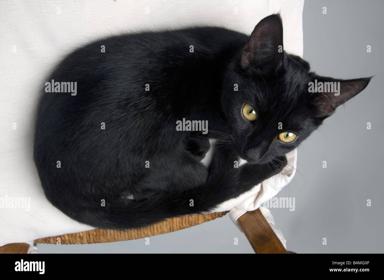 Black cat sits on a chair Stock Photo