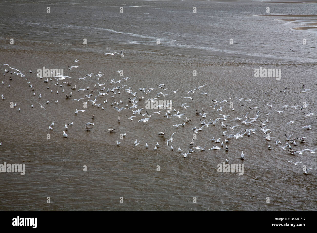 flock gulls feeding taw estuary devon Stock Photo