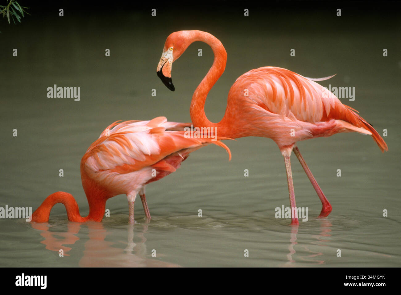 American Flamingo Caribbean Flamingo (Phoenicopterus ruber) standing in water Stock Photo