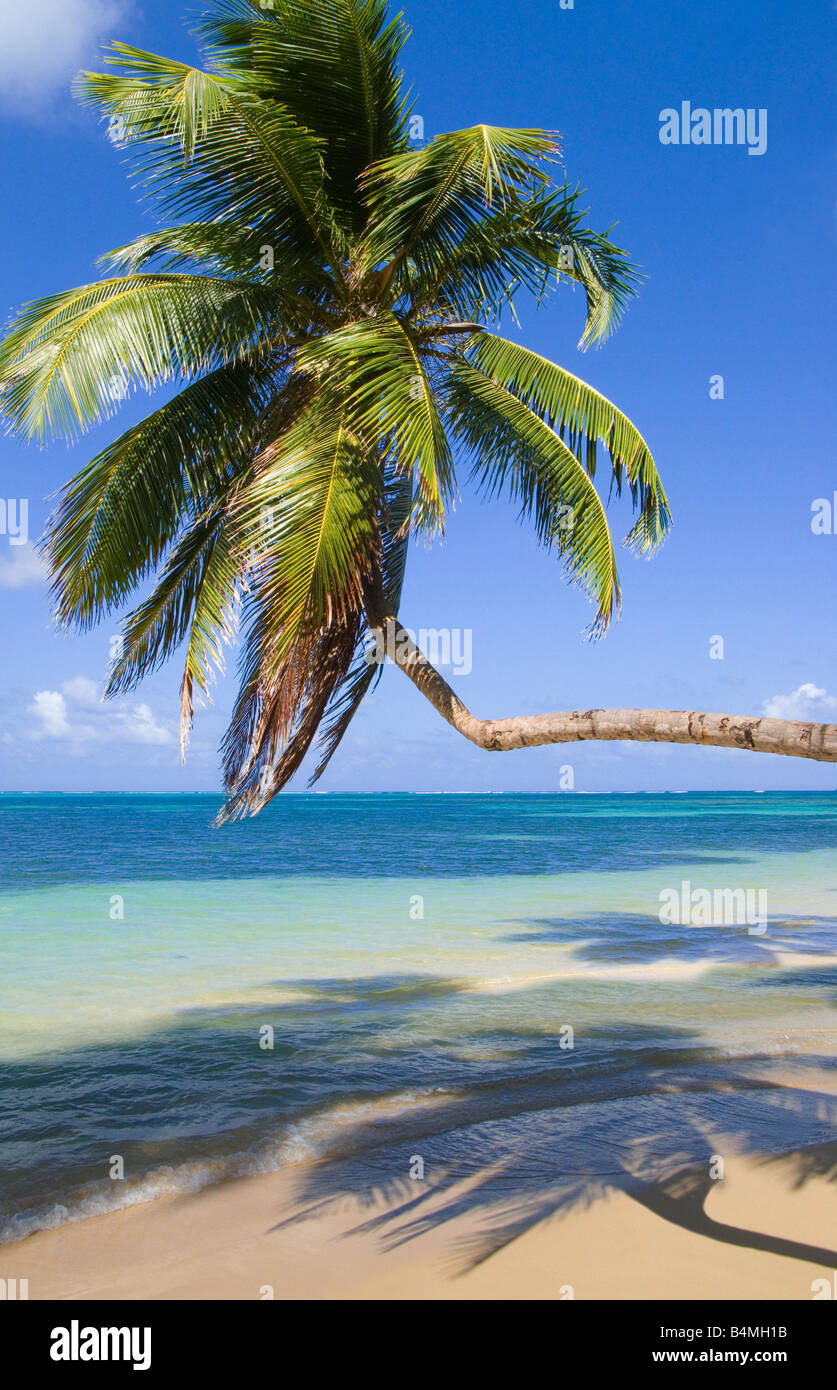 Palm tree overhanging tropical beach Stock Photo Alamy