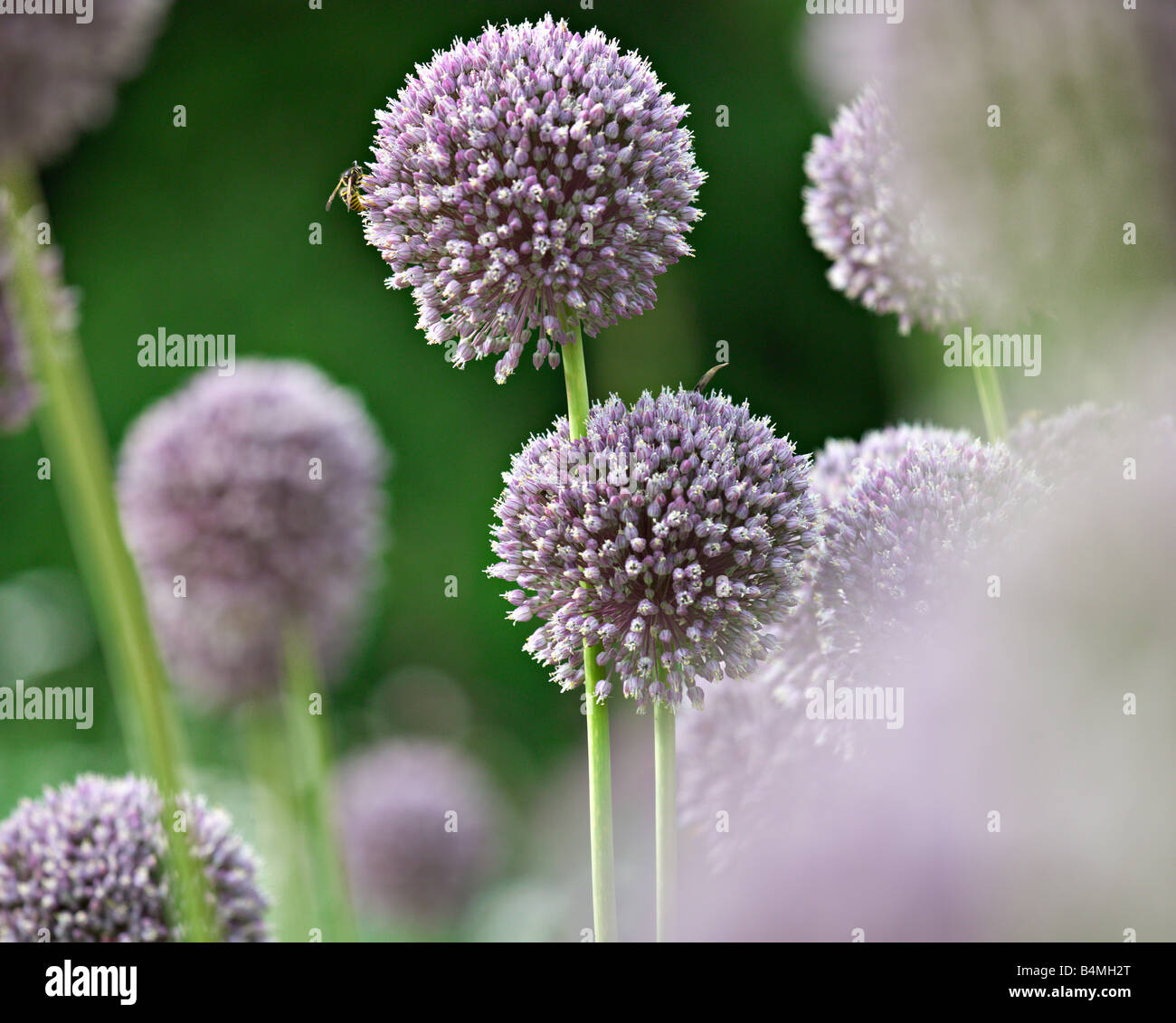 Flowering onion plants Stock Photo Alamy