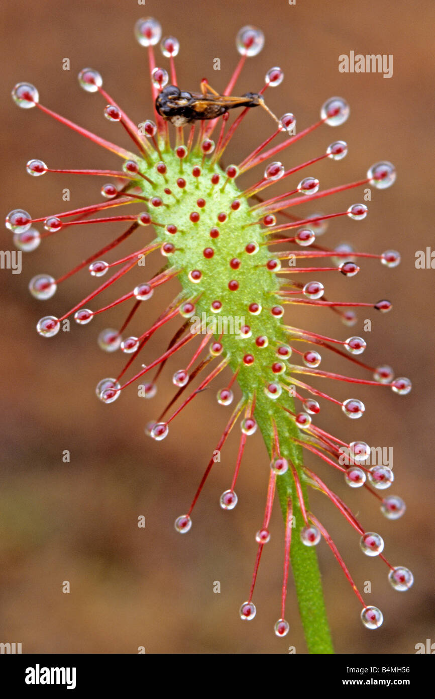Spoonleaf Sundew, Oblong leaved Sundew (Drosera intermedia) leaf with captured insect Stock Photo