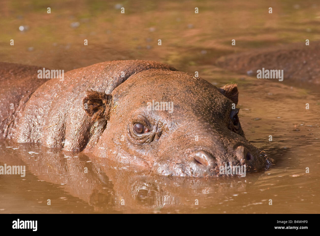 Pygmy Hippo Stock Photo