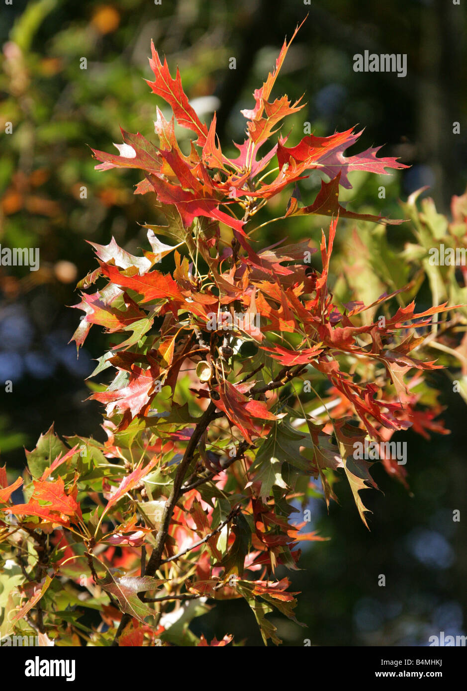 Northern Red Oak, Quercus Rubra syn. Quercus borealis Fagaceae Stock Photo