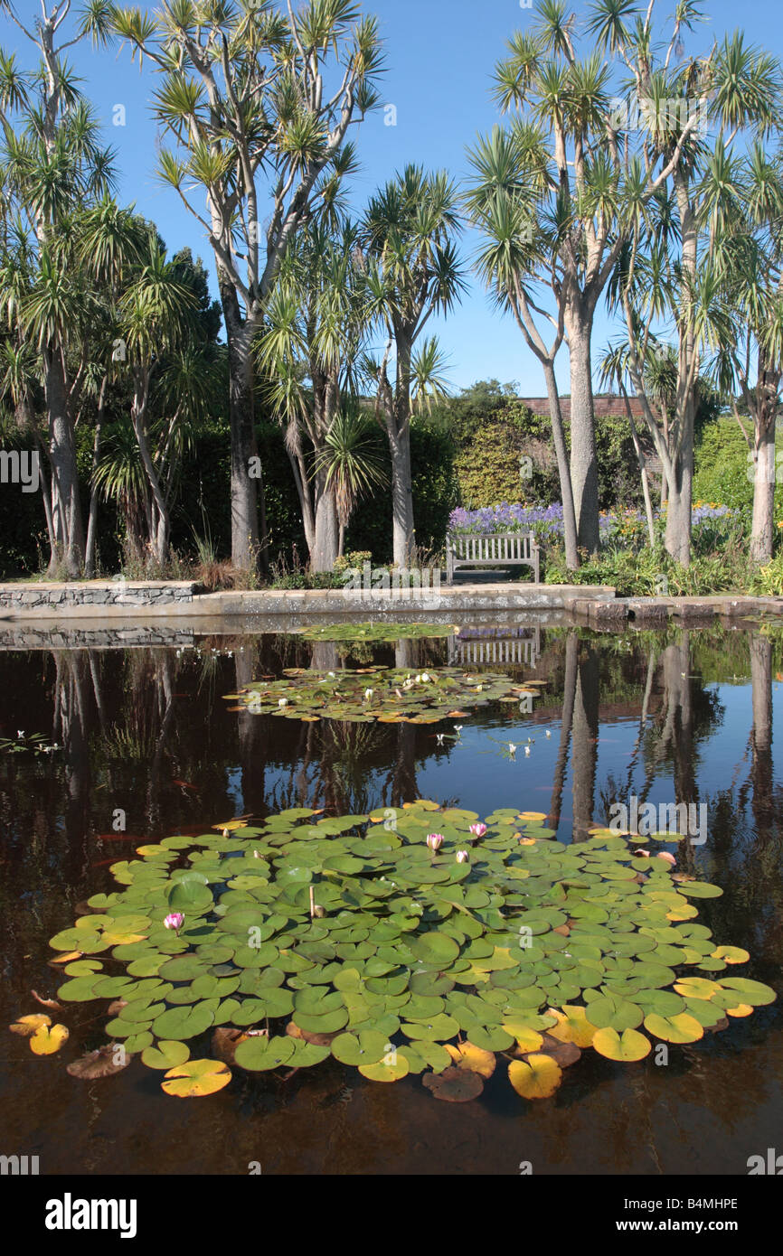 Ornamental pond of water lilies and goldfish bordered by Cabbage Palms
