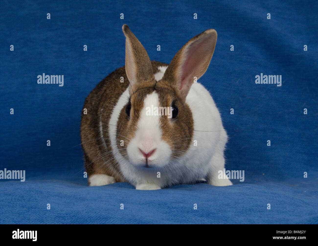 White rabbit blue hi-res stock photography and images - Alamy