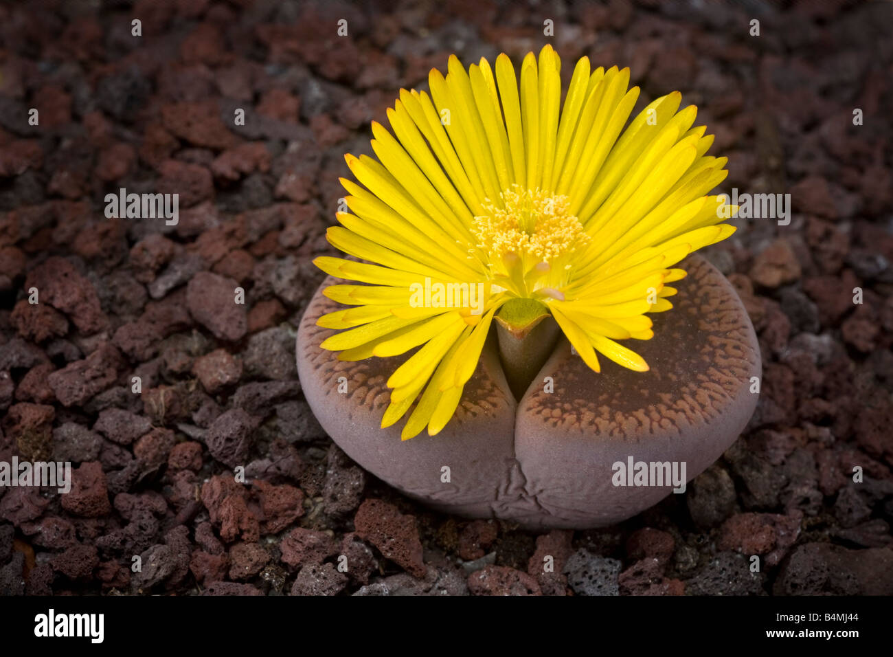 A Flowering stone (Lithops aucampiae). Plante caillou (Lithops aucampiae) en fleur. Stock Photo