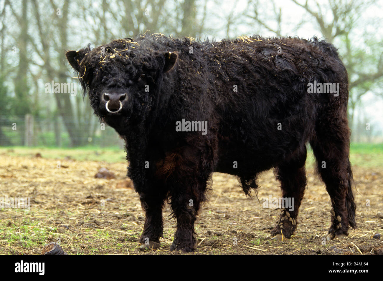 Domestic cattle, breed: Galloway (Bos taurus, Bos primigenius), bull on a pasture Stock Photo