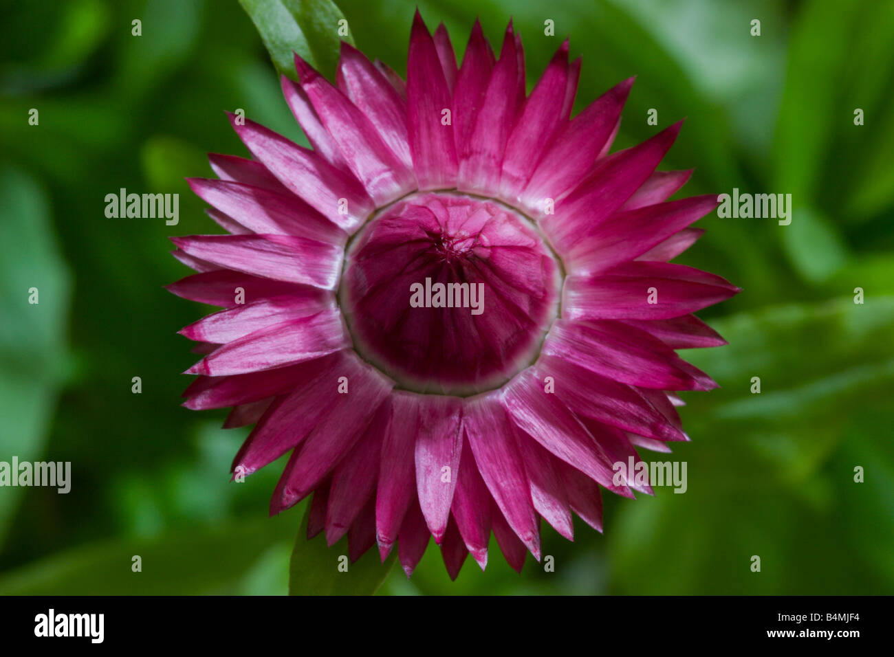 strawflower straw flower red Stock Photo Alamy
