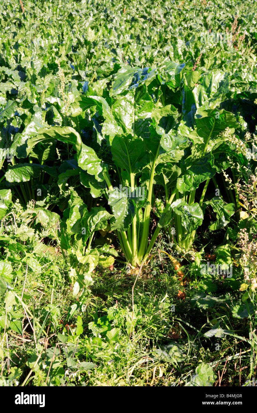 Sugar beet crop hires stock photography and images Alamy