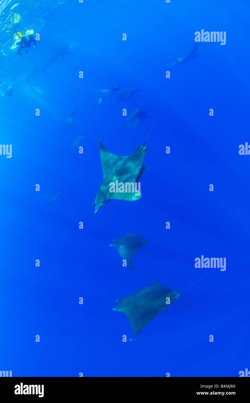Rays fish hi-res stock photography and images - Alamy