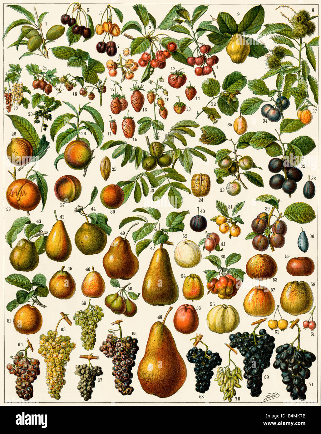 Edible fruits. Color lithograph Stock Photo