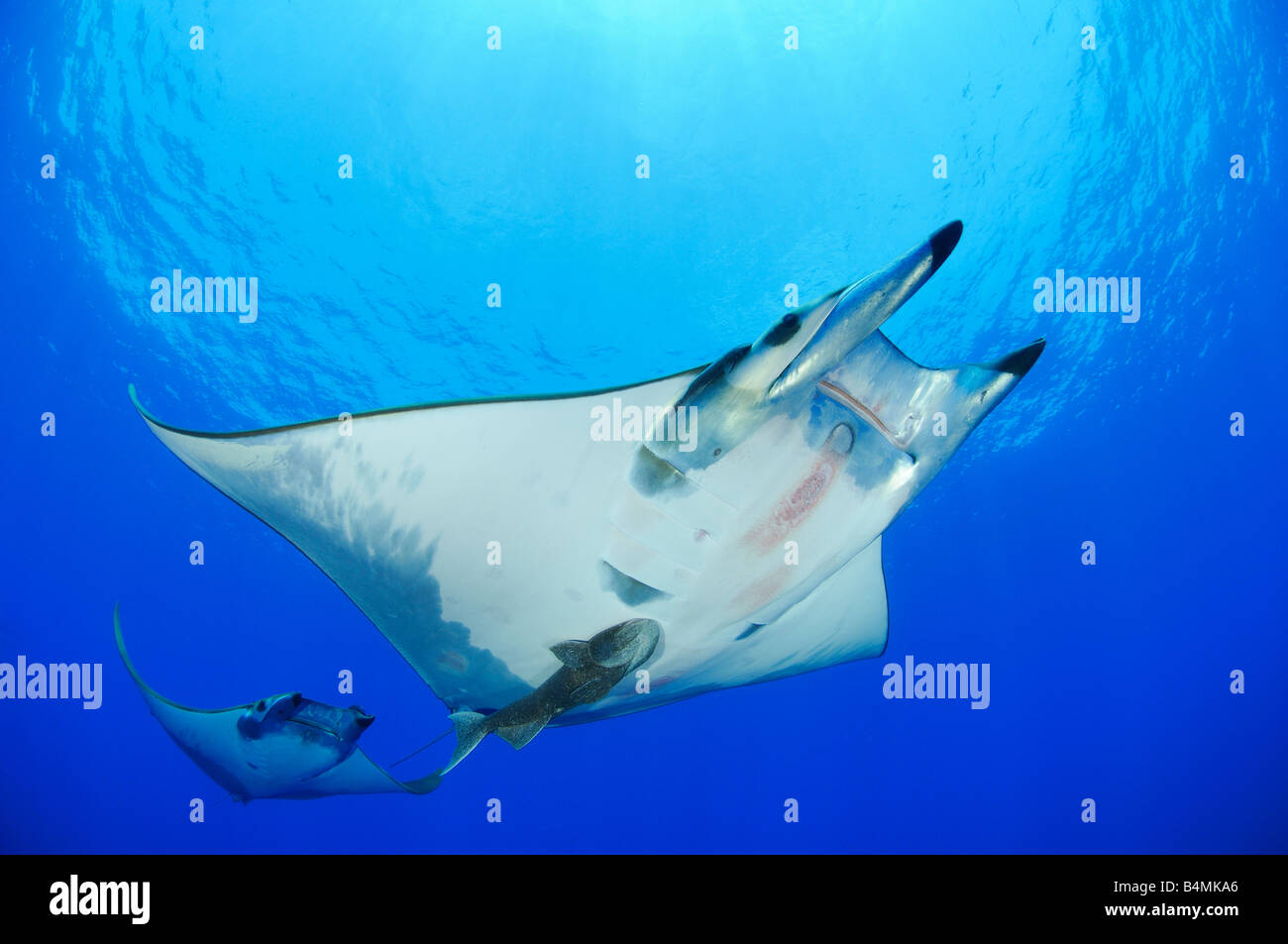 Devil rays with Remora, Mobula tarapacana and remora remora, Azores ...