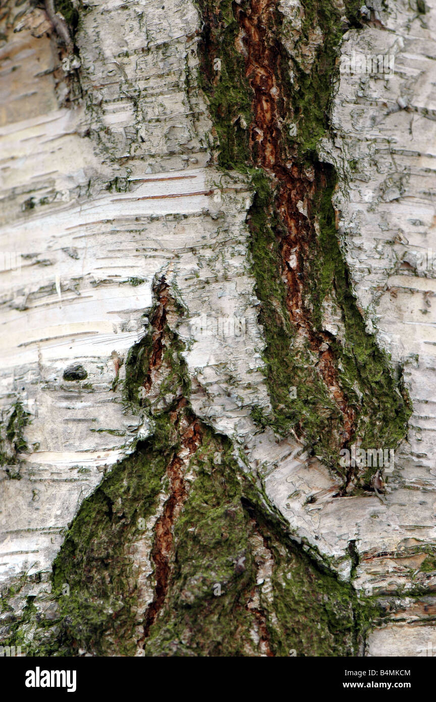 The bark of a Young's weeping birch tree Stock Photo