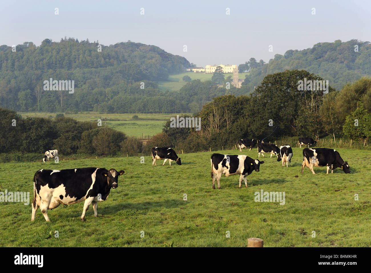 Cows grazing in the early morning at Bishops Tawton, Near Barnstaple, Devon, with Tawstock in background Stock Photo