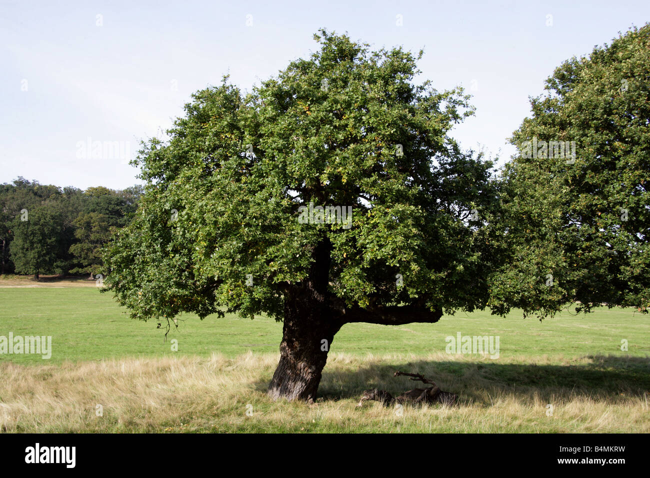 Country Landscape with Old Oak Tree. Pedunculate or English Oak, Quercus robur, Fagaceae Stock Photo
