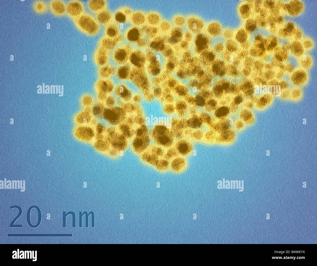 A TEM image of gold nanoparticles coating cells in a glutathione surface corona illustrating the molecular size of nanoparticles Stock Photo