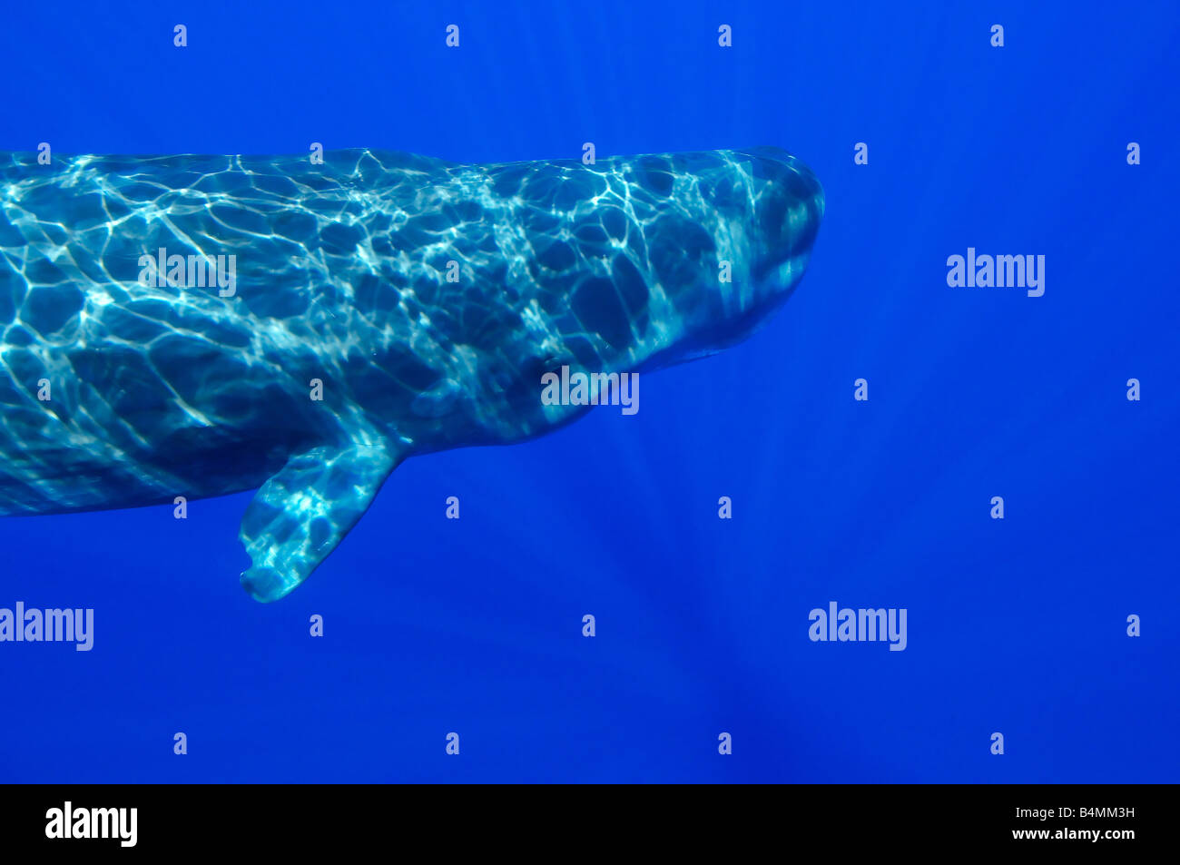 Physeter catodon, Physeter macrocephalus, sperm whale underwater Stock Photo