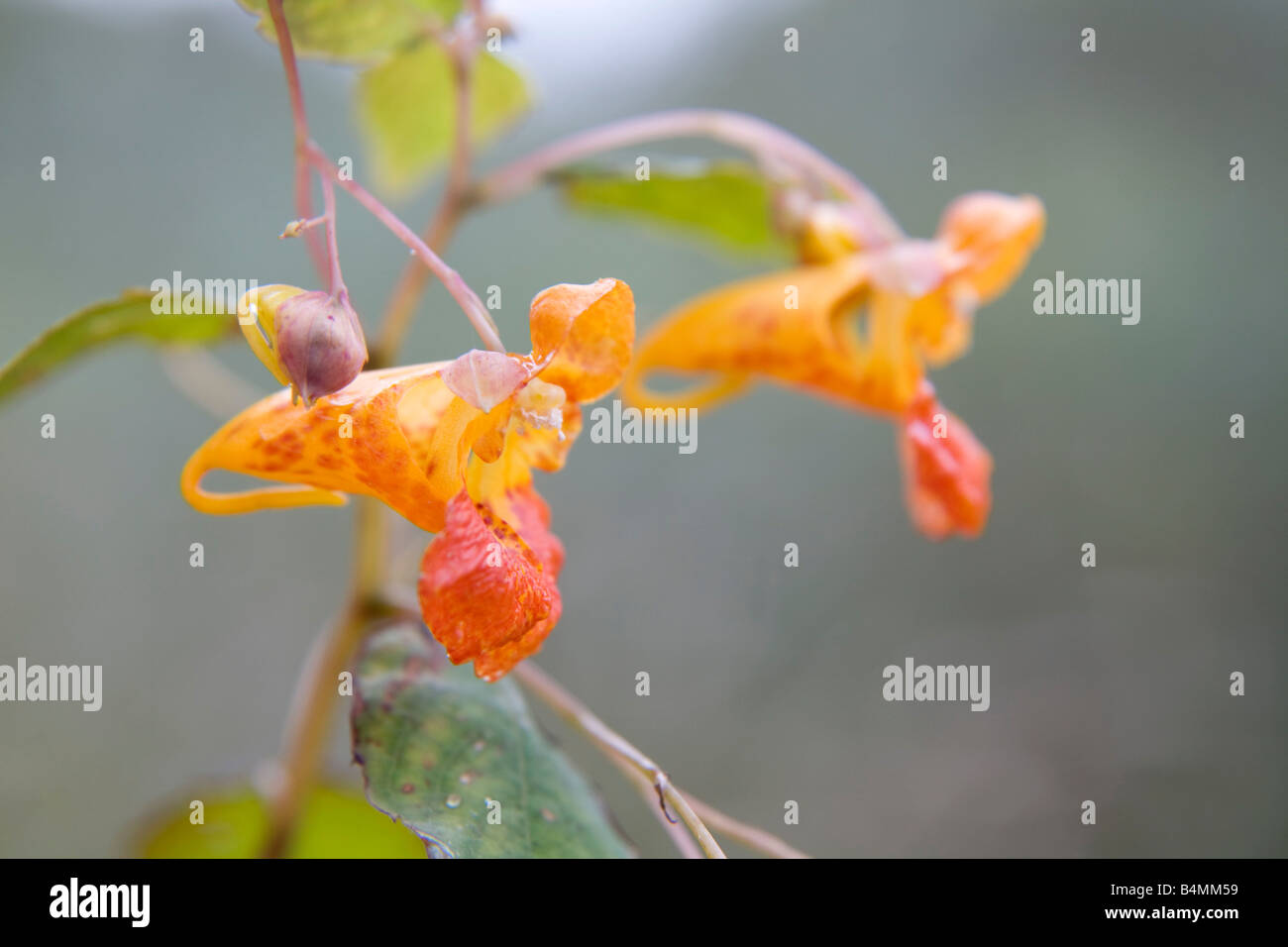 orange balsam Impatiens capensis Stock Photo