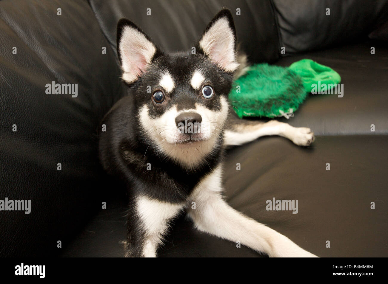 Alaskan Klee Kai Breed Dog Isolated on a Clean White Background Stock Photo  - Image of isolated, friend: 276835666