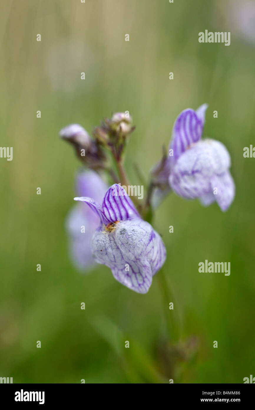 pale toadflax Linaria repens Stock Photo