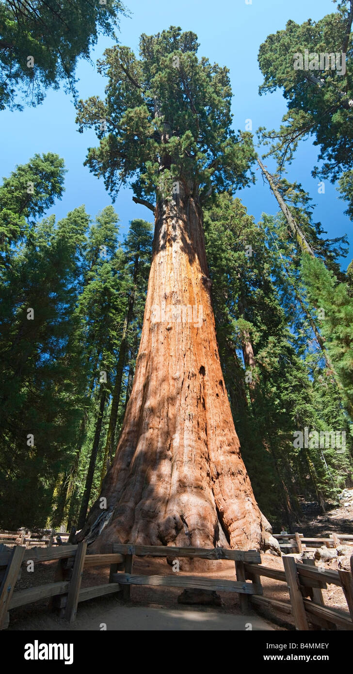 Very large and old Sequoia Tree named 'General Sherman'. Stock Photo