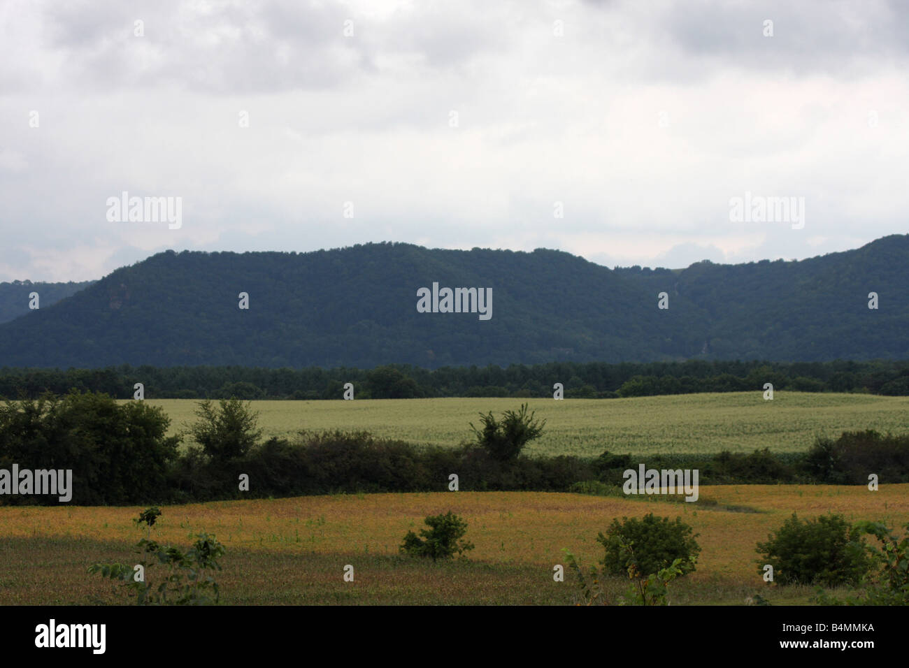 Corn crop and farmfield in rainy weather in Western Wisconsin Fall Stock Photo