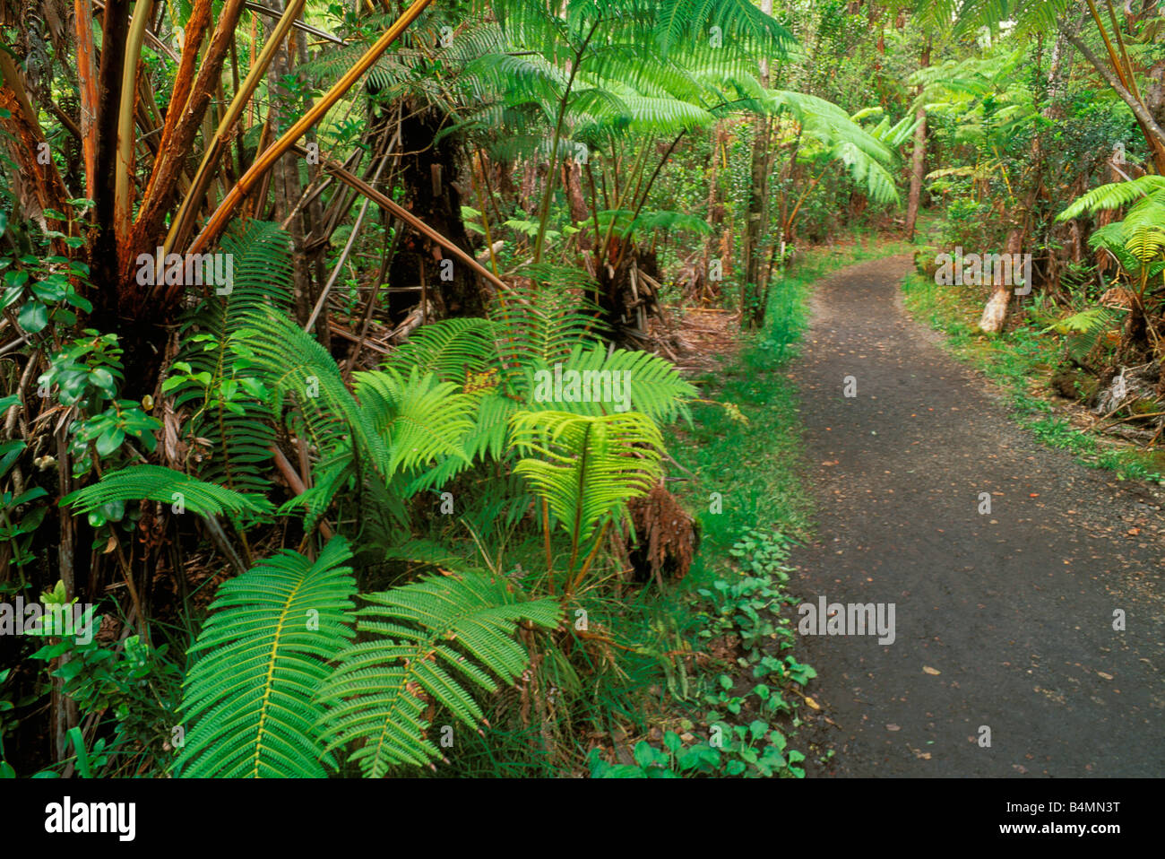 Fern forest along the Crater Rim Trail near the Thurston Lava Tube Hawaii Volcanoes National Park The Big Island Hawaii Stock Photo